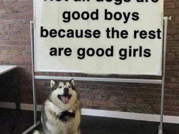 Dog standing by a whiteboard with text about good boys and good girls.