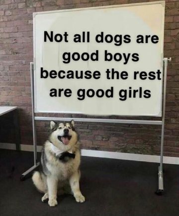 Dog standing by a whiteboard with text about good boys and good girls.