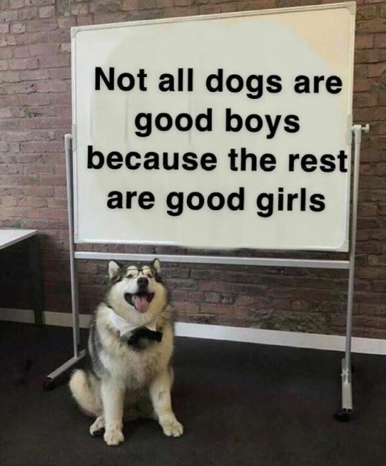 Dog standing by a whiteboard with text about good boys and good girls.
