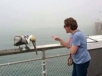 Grandma scolds pelican on a foggy pier after getting bit
