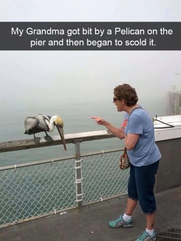 Grandma scolds pelican on a foggy pier after getting bit