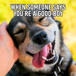 Close-up of a smiling dog being petted, captioned "When someone says you're a good boy."