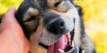Close-up of a smiling dog being petted, captioned "When someone says you're a good boy."