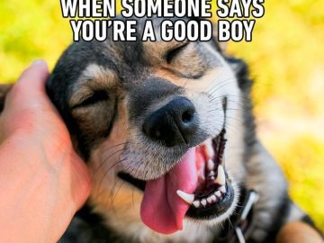 Close-up of a smiling dog being petted, captioned "When someone says you're a good boy."