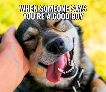 Close-up of a smiling dog being petted, captioned "When someone says you're a good boy."