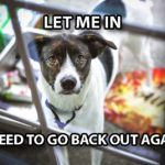 Dog staring through a glass door, wanting to go back outside again.