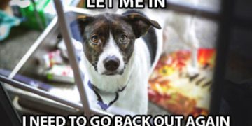 Dog staring through a glass door, wanting to go back outside again.