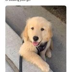 Cute golden retriever puppy smiling, ready to steal hearts