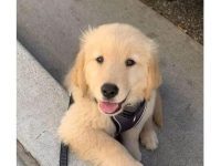 Cute golden retriever puppy smiling, ready to steal hearts