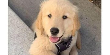 Cute golden retriever puppy smiling, ready to steal hearts