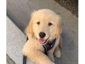 Cute golden retriever puppy smiling, ready to steal hearts