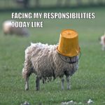 Sheep with a bucket on its head, symbolizing procrastination.