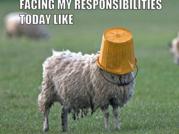 Sheep with a bucket on its head, symbolizing procrastination.