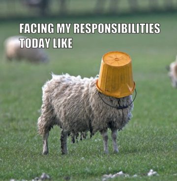 Sheep with a bucket on its head, symbolizing procrastination.