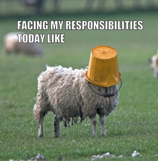 Sheep with a bucket on its head, symbolizing procrastination.
