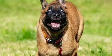 A dog running fast with a funny expression, looking panicked.