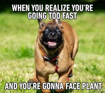 A dog running fast with a funny expression, looking panicked.