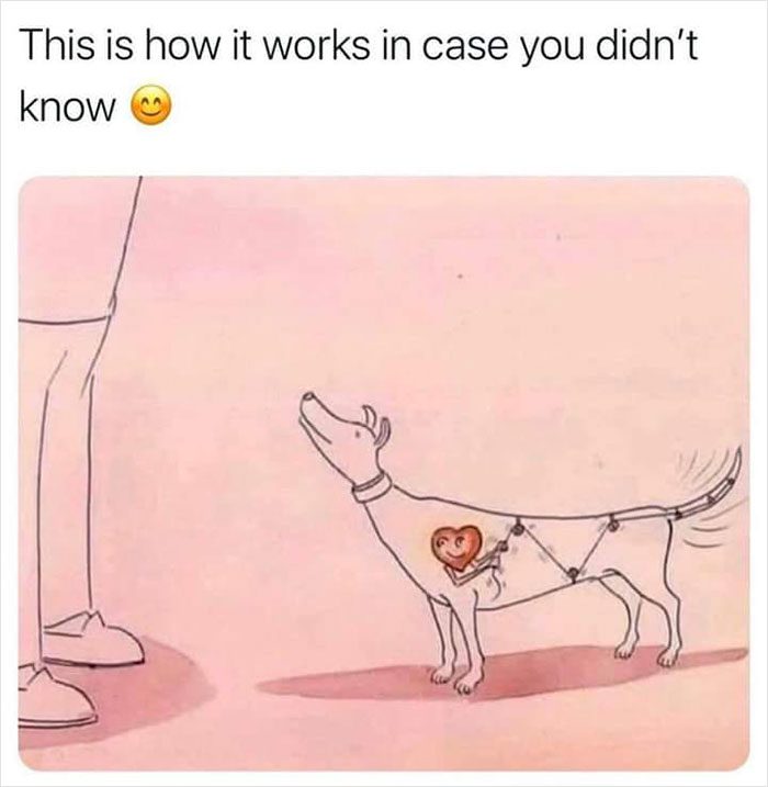 Dog with heart-powered tail wagging engine