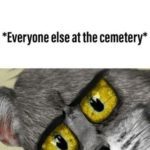 Cat with shocked eyes reacting to unboxing at a cemetery