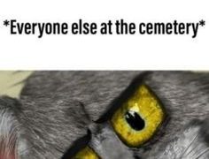 Cat with shocked eyes reacting to unboxing at a cemetery