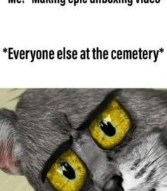 Cat with shocked eyes reacting to unboxing at a cemetery