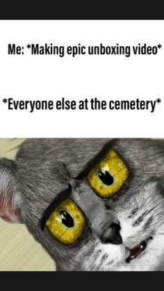 Cat with shocked eyes reacting to unboxing at a cemetery