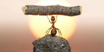 An ant lifting a stick with the words "Believe in Yourself" over a sunset.