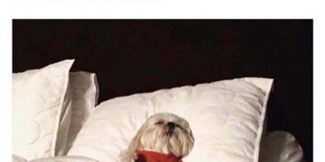 Dog enjoying sleep after a day of doing the bare minimum