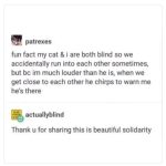 Blind cat chirps to warn their human of their presence.