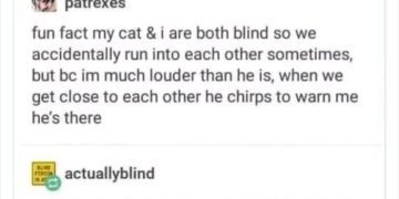 Blind cat chirps to warn their human of their presence.