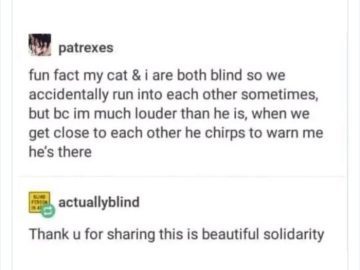 Blind cat chirps to warn their human of their presence.