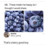 Puppy face hidden among blueberries, bringing joy and surprise.