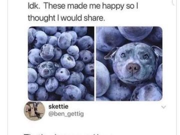 Puppy face hidden among blueberries, bringing joy and surprise.