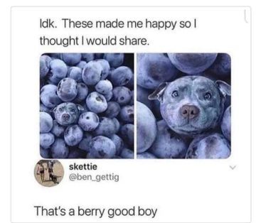 Puppy face hidden among blueberries, bringing joy and surprise.