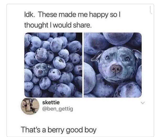 Puppy face hidden among blueberries, bringing joy and surprise.