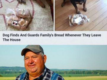 Dog loyally guarding family's bread, fulfilling crucial duties.