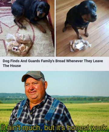 Dog loyally guarding family's bread, fulfilling crucial duties.