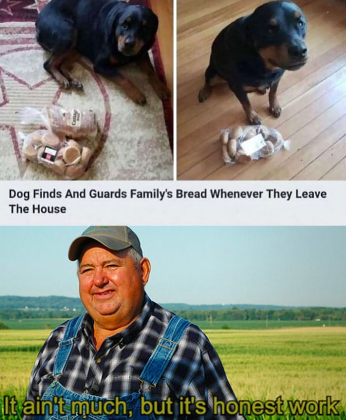 Dog loyally guarding family's bread, fulfilling crucial duties.