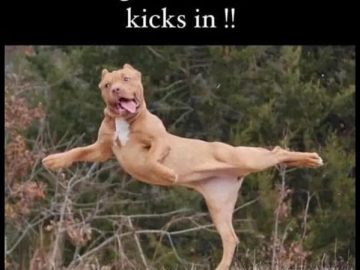 Energetic dog leaping with excitement when the coffee kicks in