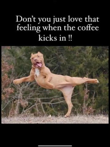 Energetic dog leaping with excitement when the coffee kicks in
