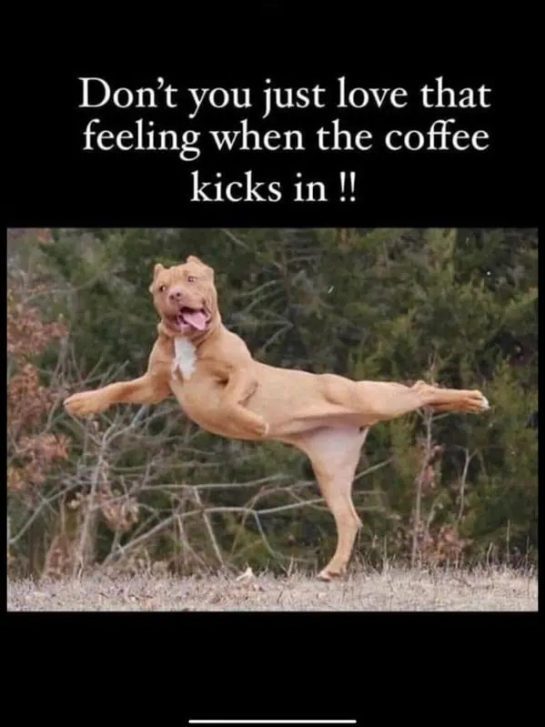Energetic dog leaping with excitement when the coffee kicks in