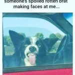 Dog making a funny face through a car window