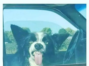 Dog making a funny face through a car window