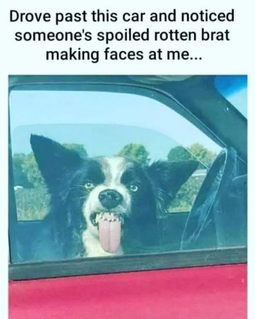 Dog making a funny face through a car window