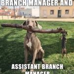 Two dogs holding a large stick, one big and one small, like managers.