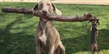 Two dogs holding a large stick, one big and one small, like managers.