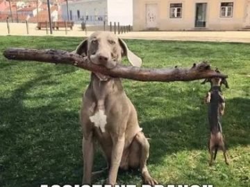 Two dogs holding a large stick, one big and one small, like managers.