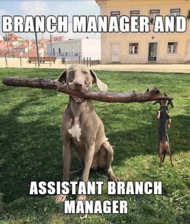 Two dogs holding a large stick, one big and one small, like managers.