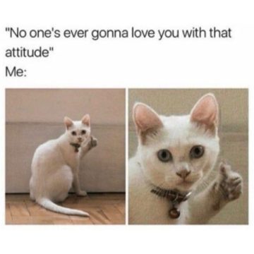 White cat showing attitude with a hilarious expression.