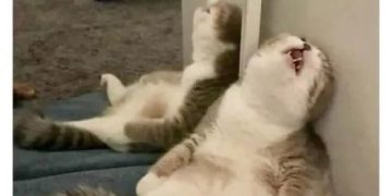 Relaxed cat leaning against a wall, resembling cleaning procrastination